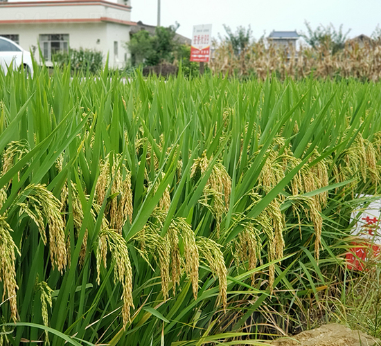 荃香優(yōu)89-水稻種子-袁糧