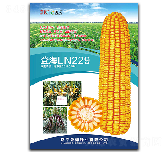 登海LN229-玉米種子-登海種業(yè)