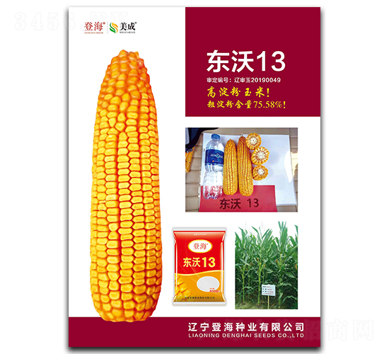 東沃13-玉米種子-登海種業(yè)