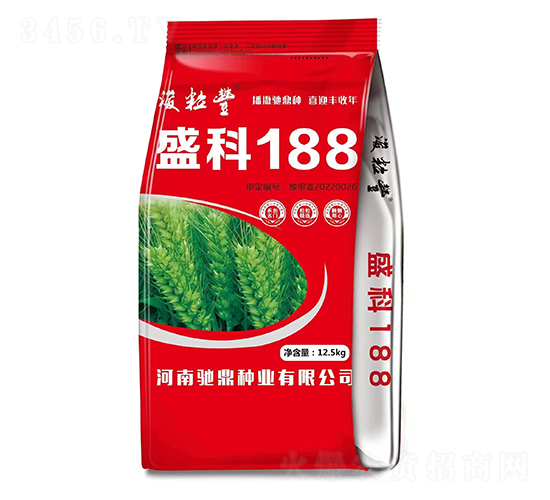 盛科188-小麥種子-馳鼎種業(yè)