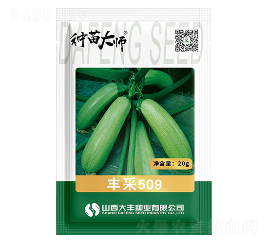 豐采509-西葫蘆種子-大豐種業(yè)