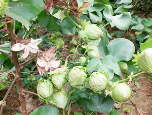 湘雜棉23號(hào)-棉花種子-天豐農(nóng)業(yè)