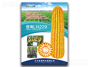 登海LN229-玉米種子-登海種業(yè)