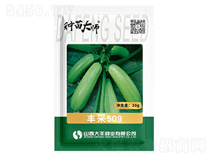 豐采509-西葫蘆種子-大豐種業(yè)