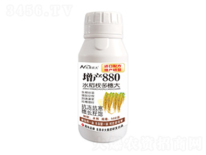 500g水稻杈多穗大-增產(chǎn)880-北美農(nóng)大